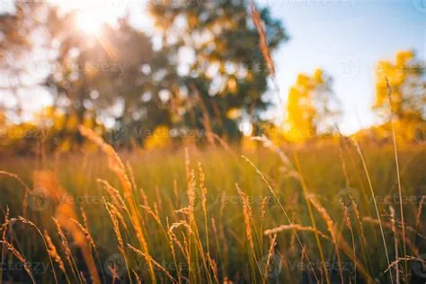 Abstract soft focus sunset field landscape of yellow grass meadow warm ...