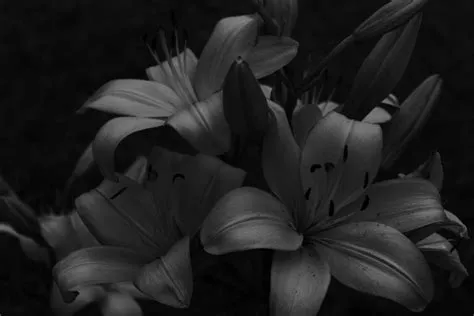 by Zia_w on Nature = Peace | Flowers black background, Dark flowers ...
