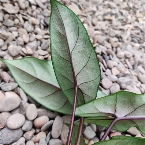 Alocasia scalprum | Drought resistant plants, Tropical plants, Plant leaves