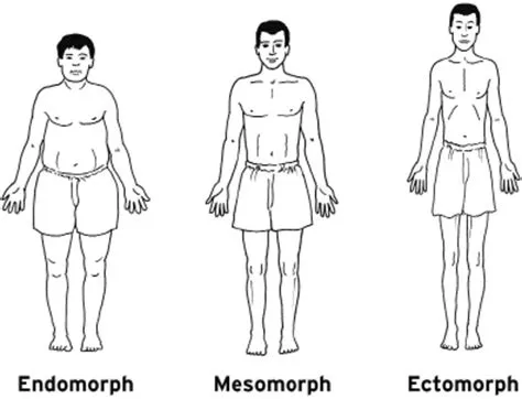The Three Body Types - Ectomorph, Mesomorph and Endomorph | HubPages