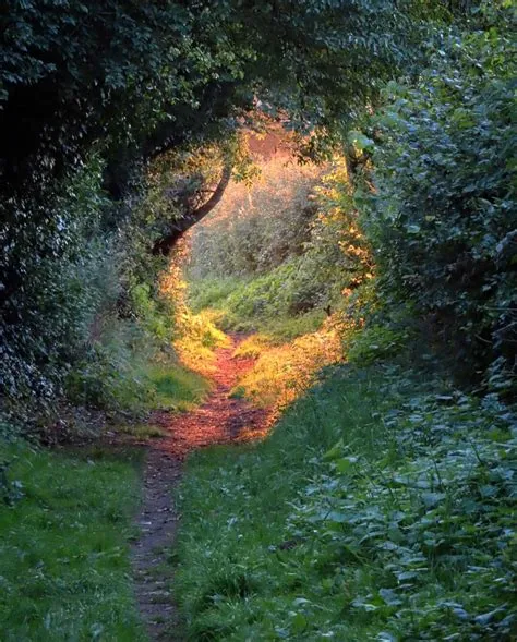 Beautiful forest path in England : r/MostBeautiful