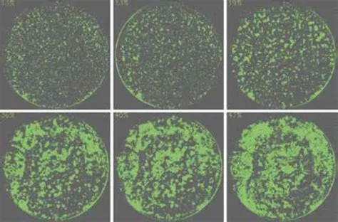 尖端生物科技Tecan產品介紹: Cell Confluence 細胞滿度