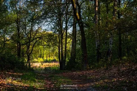 Forest Path Into The Light | Forest path, Nature reserve, Nature ...