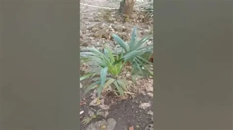 pohon gebang bahan kerajinan serat alam - YouTube