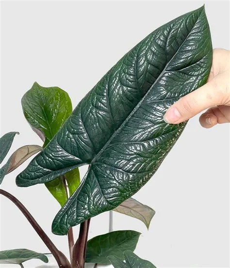 Alocasia Scalprum (L) - Onlyplants