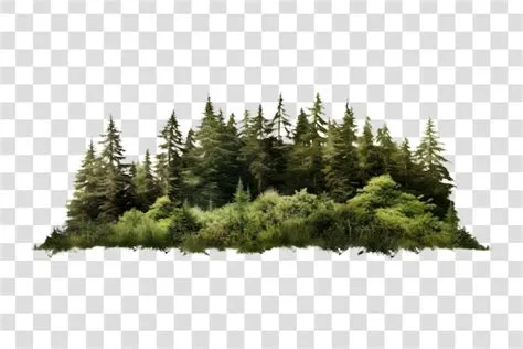 Premium PSD | Lush forest greenery transparent background