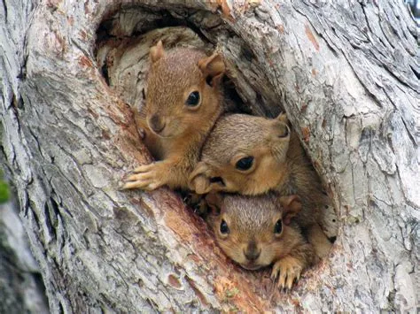 Squirrels create dens inside of trees of by using branches, twigs, and ...