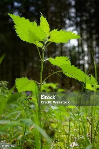 Tanaman Hijau Cerah Tumbuh Di Lanskap Berumput Yang Subur Di Antara ...
