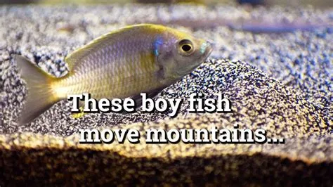 These fish build sand castles to attract mates - YouTube