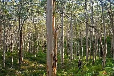 pine forest south australia - Google Search | Australian travel, Pine ...