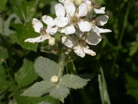 Rubus sp.pl. - zarzamora, frambueso, lahar