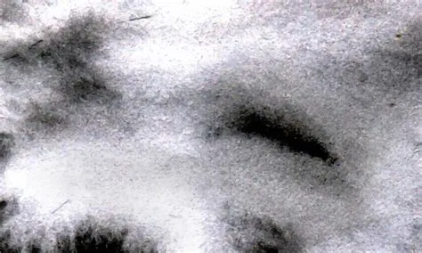 Premium Vector | Concrete texture black wallpaper rough background design