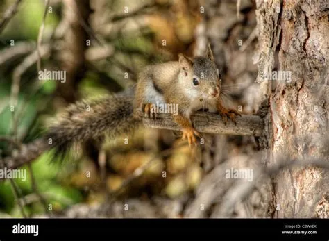 Colorado Squirrel Identification