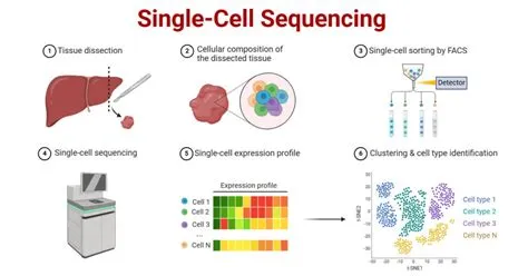 Single-Cell Sequencing: Principle, Steps, Uses, Developments
