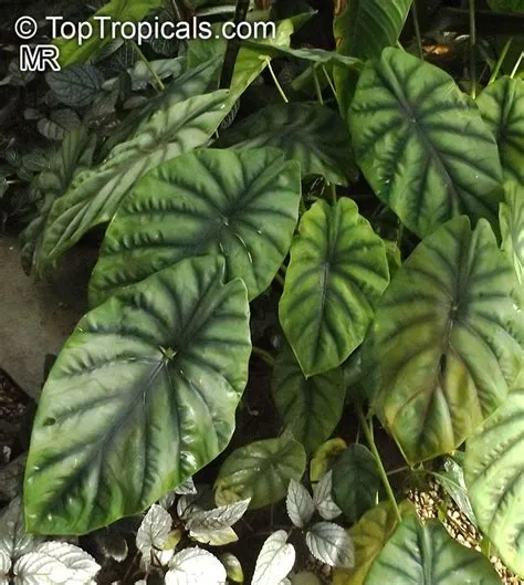 Alocasia clypeolata (Common name: Green Shield Alocasia) | Top ...