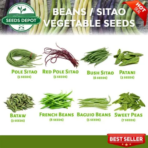 String Beans - Sitao French Beans Bush Sitao Red Sitao Baguio Beans ...