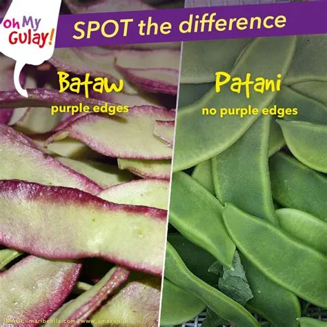 Oh My Gulay - Bataw and patani are indigenous legumes that are both ...