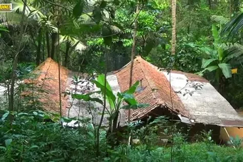 Di Kabupaten Kebumen ada 3 Rumah Terpencil di Tengah Hutan Rindang ...
