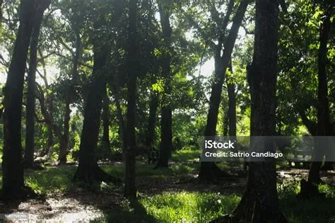 Pohonpohon Tinggi Dan Rindang Dengan Matahari Pagi Di Taman Kota Foto ...