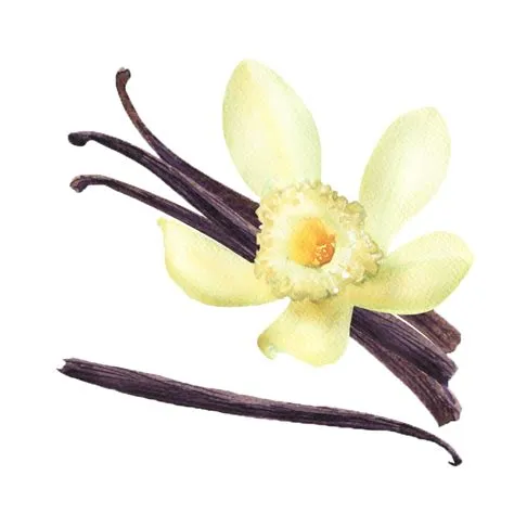 Free vanilla bean clipart, Download Free vanilla bean clipart png ...