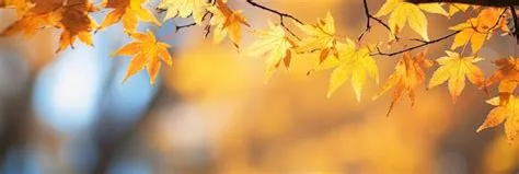 Premium AI Image | Autumn leaves fall color web banner or header with ...
