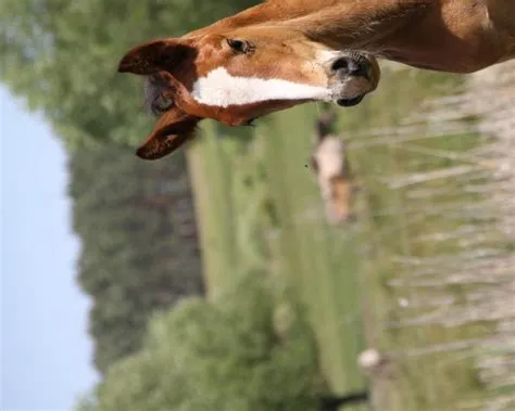 Florence la Belle: Dressurpferd, Pedigree, Ergebnisse