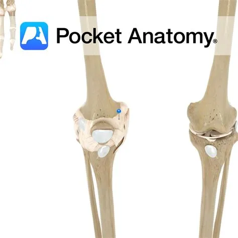 Knee joint capsule - Pocket Anatomy