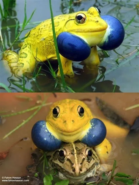 Indian valley bullfrog turns bright yellow to attract mates | Amazing ...