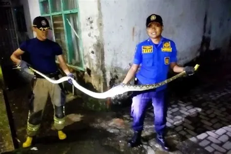 Animal Rescue, Sisi Lain Petugas Damkar - Radar Jember