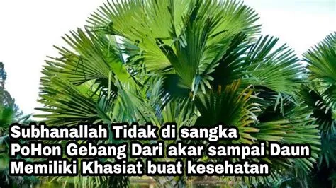 Subhanallah Tidak diSangka Pohon Gebang dari Akar Sampai Daun Memiliki ...