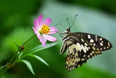 Keanekaragaman Kupu-kupu di Gumuk Ledokombo Jember | Jurnalpost