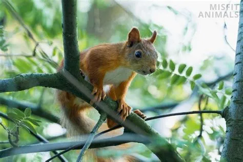 Tree Squirrels Vs. Ground Squirrels: The Main Differences