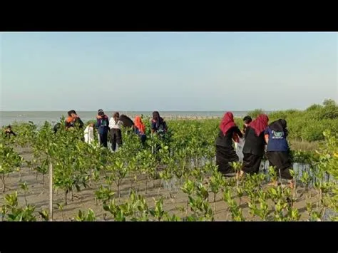 PEMBERSIHAN TANAMAN MANGROVE GEBANG || CBP KPP KAB.CIREBON - YouTube