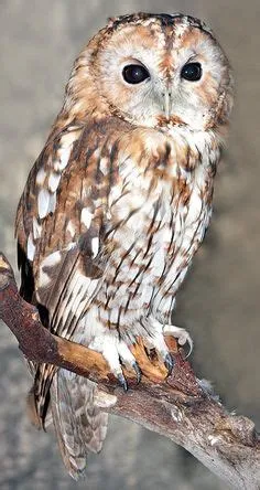 by Gin on good 🌷 | Illustration art, Art drawings, Color pencil ...