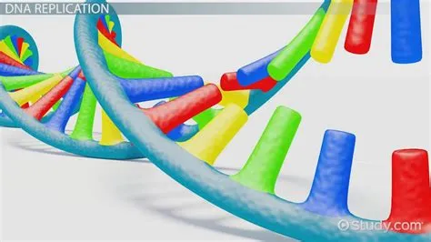 DNA Sequencing: Definition, Methods & Applications - Lesson | Study.com