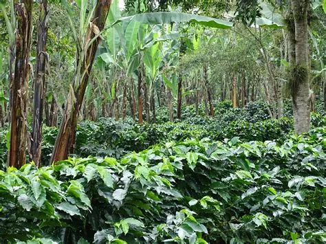Coffee Plantation with Banana Trees - Xico - Veracruz - Me… | Flickr