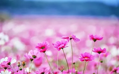 25 Gambar Bunga Cantik Untuk Wallpaper