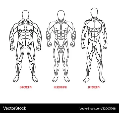 Men body types diagram with three somatotypes Vector Image