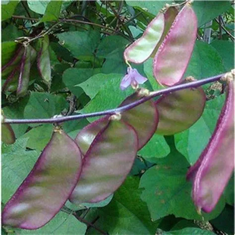 10pcs Batao Seeds - Bataw Hyacinth Bean - Lablab Seeds For Planting ...