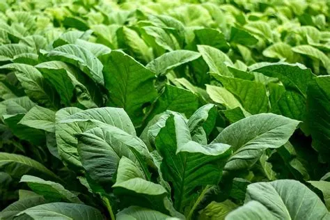 Batik Tembakau Jember yang Mendunia - Komunitas Kretek