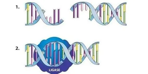 DNA sequencing — Science Learning Hub