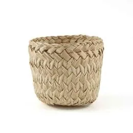 Manfaat Ganda Pohon Gebang yang Jarang Diketahui Halaman 1 - Kompasiana.com