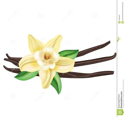 vanilla bean clip art 10 free Cliparts | Download images on Clipground 2025