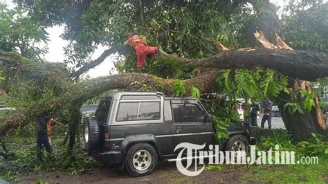 Hujan dan Angin Kencang, Pohon Mangga Tumbang Timpa Tiga Mobil di RSU ...