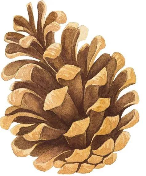 Watercolor pine cones and branches clipart christmas wreath etsy – Artofit