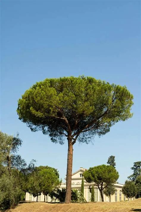 Pinus pinea (Pino piñonero) – Repoblación Autóctona
