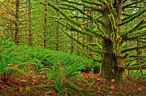 Oregon Forest Wallpapers - Top Free Oregon Forest Backgrounds ...