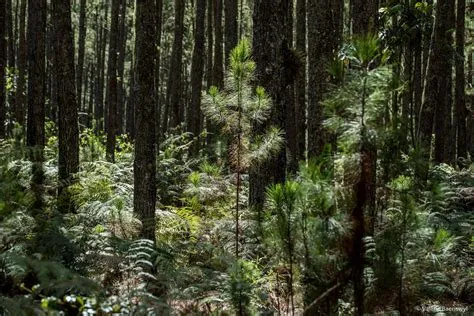 Photos | Voyage au cœur de la plus grande réserve forestière d’Haïti ...