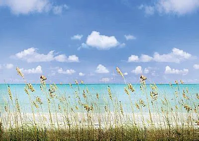 Full Size Wall Murals at Affordable Prices