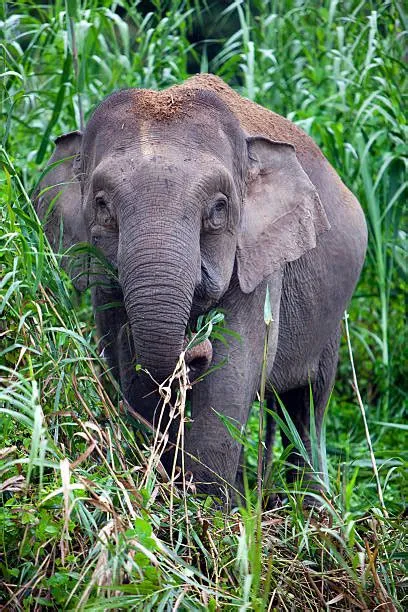 Gajah Kalimantan Foto Stok, Potret & Gambar Bebas Royalti - iStock